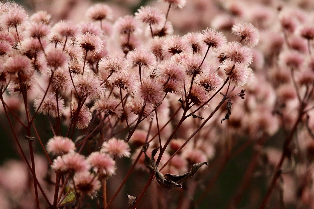 香烟对心血管的直接和间接影响  